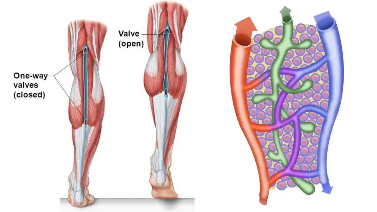 A closer look at edema: causes, symptoms, treatments, and new options